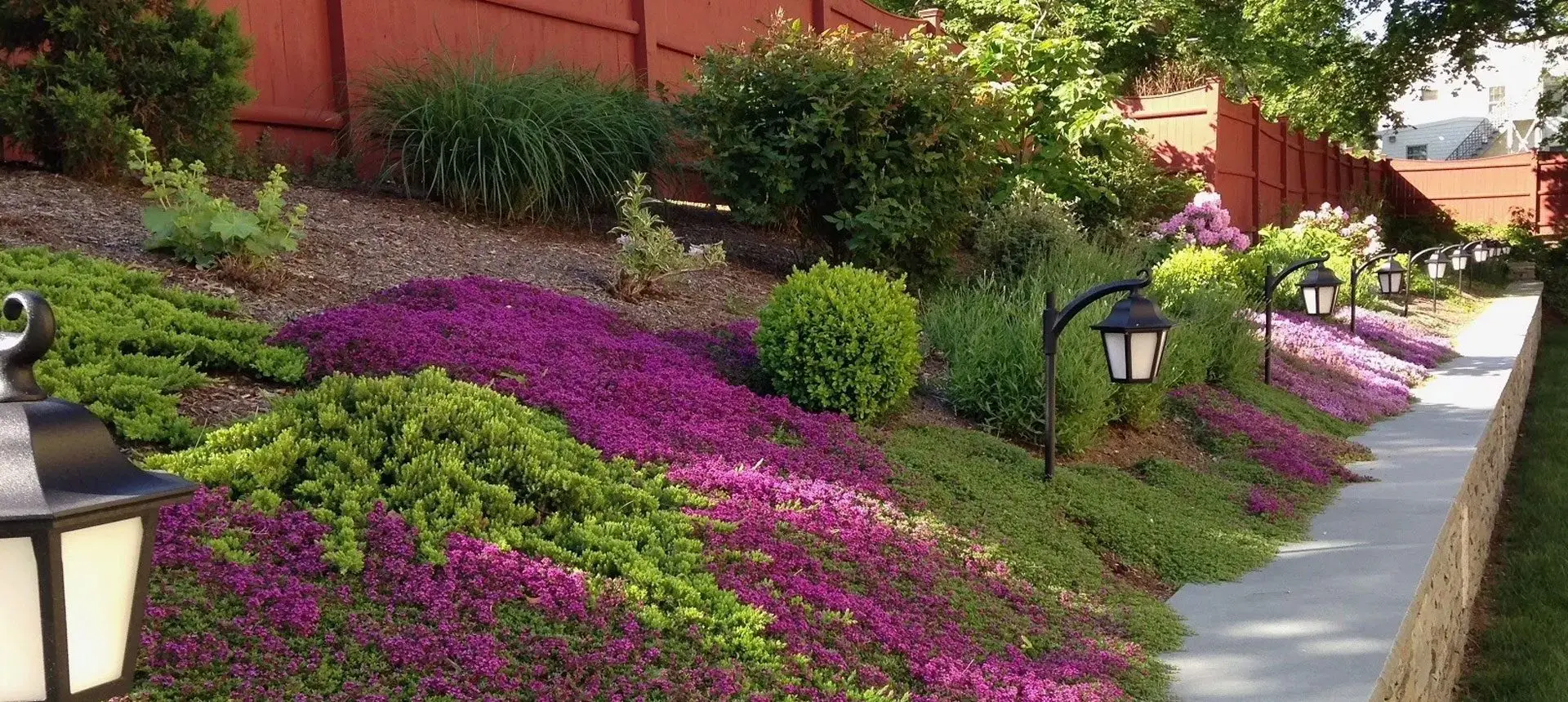 A garden with purple flowers and green grass.