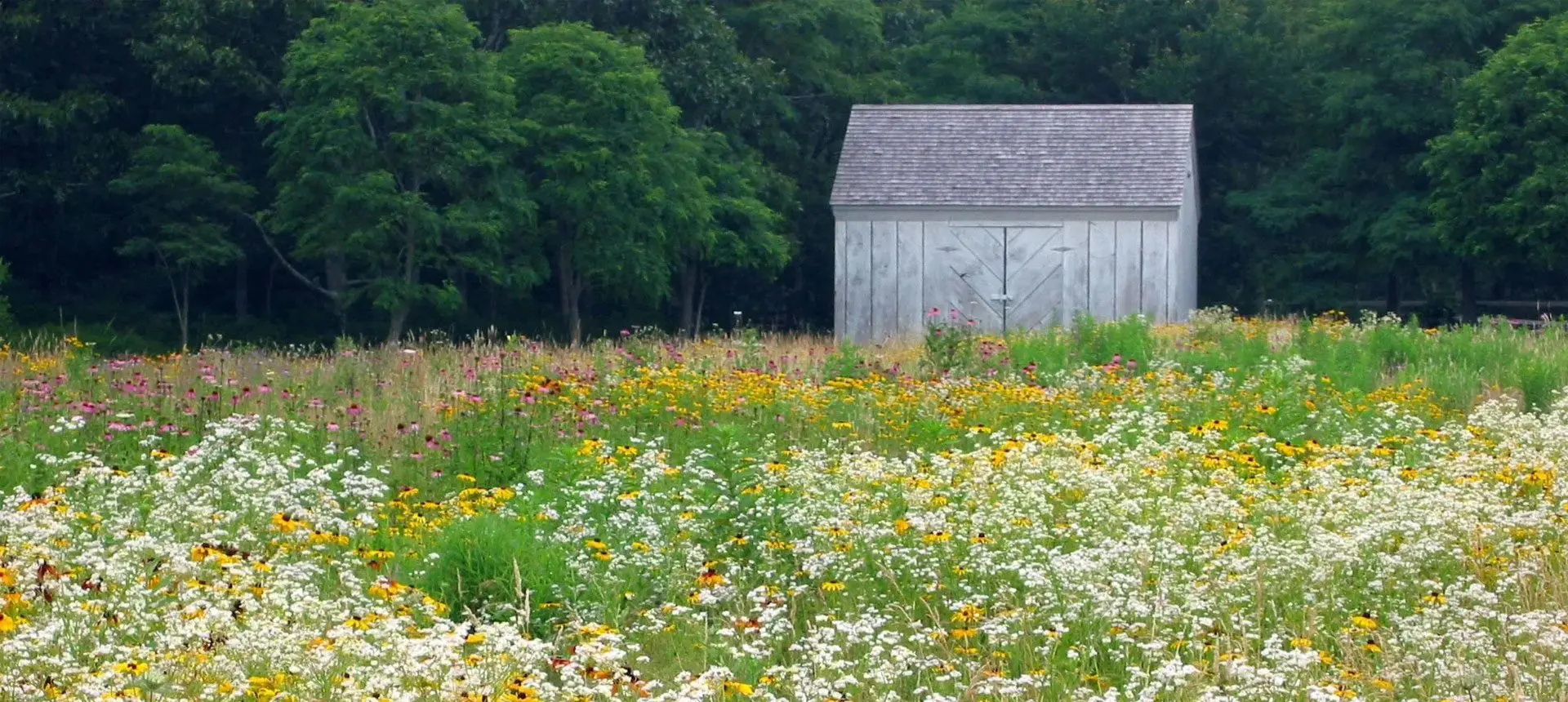 A field of flowers with a barn in the background.