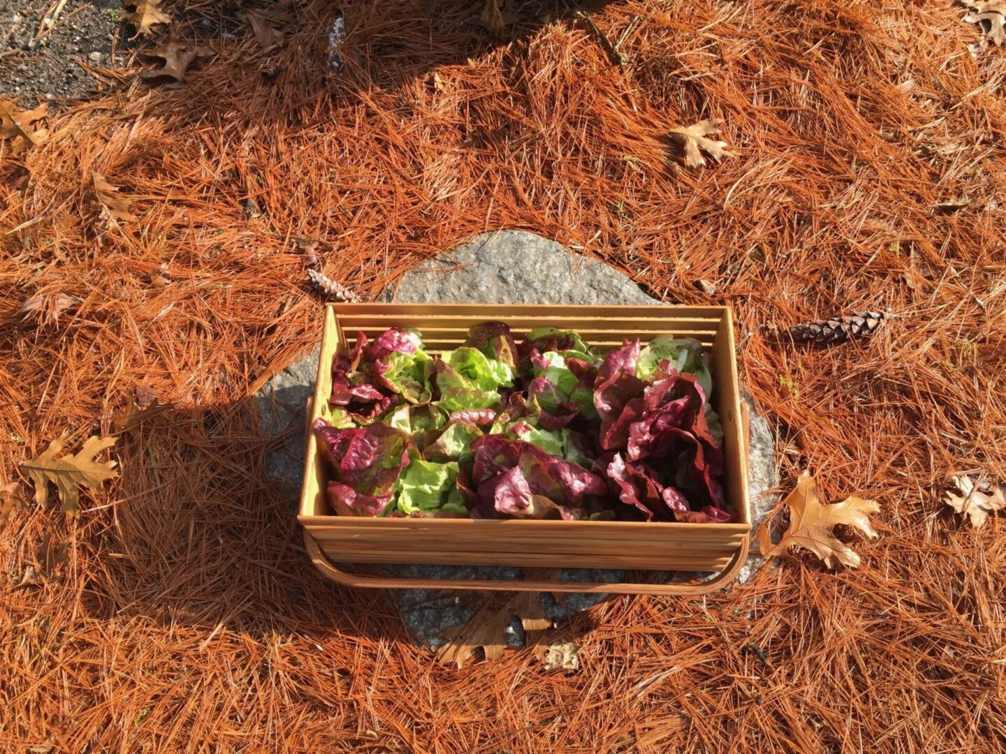 A wooden box filled with lettuce on top of the ground.